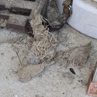 幸福の使者の巣　落下