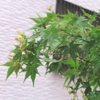  完全停戦に至る