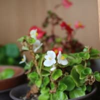 今月の雑草倶楽部（２０２４年１２月）
