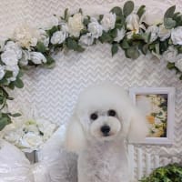 我が家のピノ・ノアール　furyi_furyiさんより
