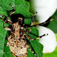 ナガゴマフカミキリ