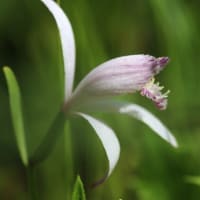 治療の合間に花散策！（イチヤクソウとウメガサソウ、トキソウと！）