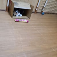 すっぽり