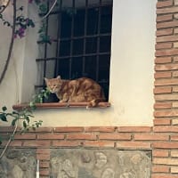 スペイン紀行⑦水道橋とフラメンコショー