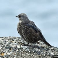 ハヤブサの親