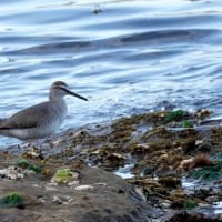 05/11探鳥記録写真：狩尾岬の鳥たち-2（キアシシギ三昧、）