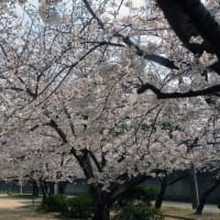 桜は来年も咲きます。