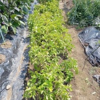 Kオジサンの家庭菜園日記　　ジャガイモの収穫