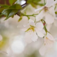4月の4枚　