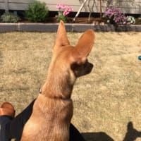 おからとふたり