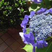 我が家の紫陽花が満開 2021-6