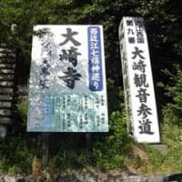 海津大崎の(葉)桜並木 in 滋賀県高島市マキノ町