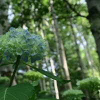 アジサイ　豊平公園