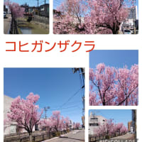きょうの桜三昧