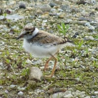 コアジサシの幼鳥