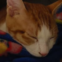 セフアの暇日記