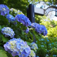 アジサイの季節: ZUIKO DIGITALの魅力