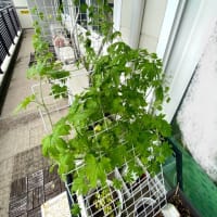 摘芯プチトマト植え