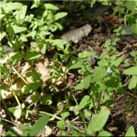 ツバメシジミと小さな花と。