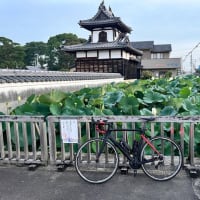 朝の散歩