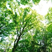 梅雨は何処へ？（板橋区立赤塚植物園 2025.6.28 撮影）