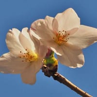 咲いた・咲いた・桜が咲いた～八千代市緑が丘