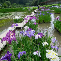 掛川市・加茂花菖蒲園