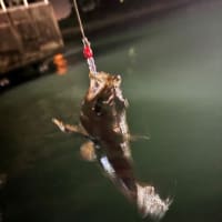 今夜も木更津沖ナイト便