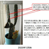 復活したサボテンのその後 プチ早期退職者の資産運用 Aブログ