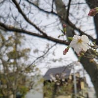 日中は、24度。一気に桜が咲き始めた。 #桜 #サクラ #さくら #開花 #福岡県 #福岡市