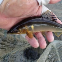 郡上2連釣初日！（７月6日釣行記）