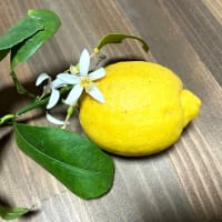 レモンフラワー②
