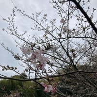 裏山にも桜