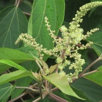 6月の花 6