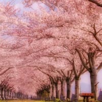 梅野哲の観に行きたい桜の名所⑦