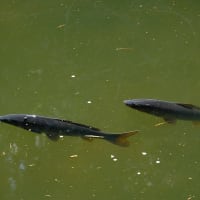 鯉が二匹