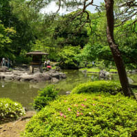 皐月の小満　旧古河庭園の日本庭園から