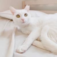 謹賀新年🐱