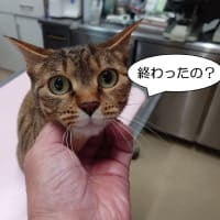 ワクチンぶすりっ！
