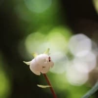 治療の合間に花散策！（イチヤクソウとウメガサソウ、トキソウと！）