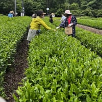 2025.6.6.　”大人の遠足　梅ヶ島で禅・茶摘み・手揉み茶作り”　ご報告