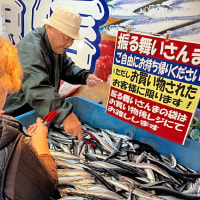 恒例の振る舞いサンマが今年もお目見え 根室