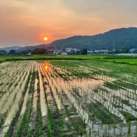250703 夏至、「半夏生ず」頃、はや猛暑、ぐったり。夕刻ウオークで身体に鞭！田園夕陽を撮影！