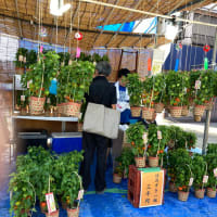 浅草ほおづき市