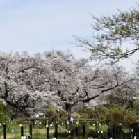 小石川植物園　今日まで開園のロックガーデンの花　　　　28