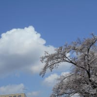 桜の咲く時期はお天気が不安定ですね…(-＿-)ｳｰﾑ　そして気になる地震…