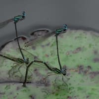 昔の写真・・・蝶・蜻蛉・鳥