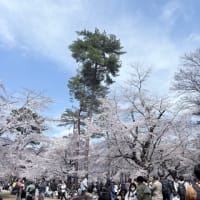 お花見