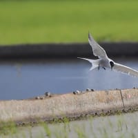 アジサシの飛翔