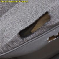 クラゴン君、シートベルトのホツレ対策修理、ハンダ鏝で炙ってみる